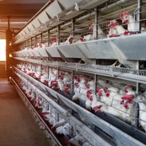 Poultry Production as an Agri-business in Nigeria