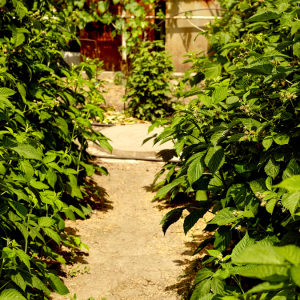 The Rebirth of Subsistence Agriculture in Nigeria