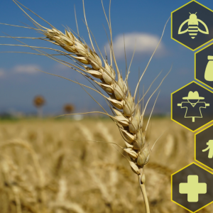The Role of Agriculture in Nigeria’s Economic Development