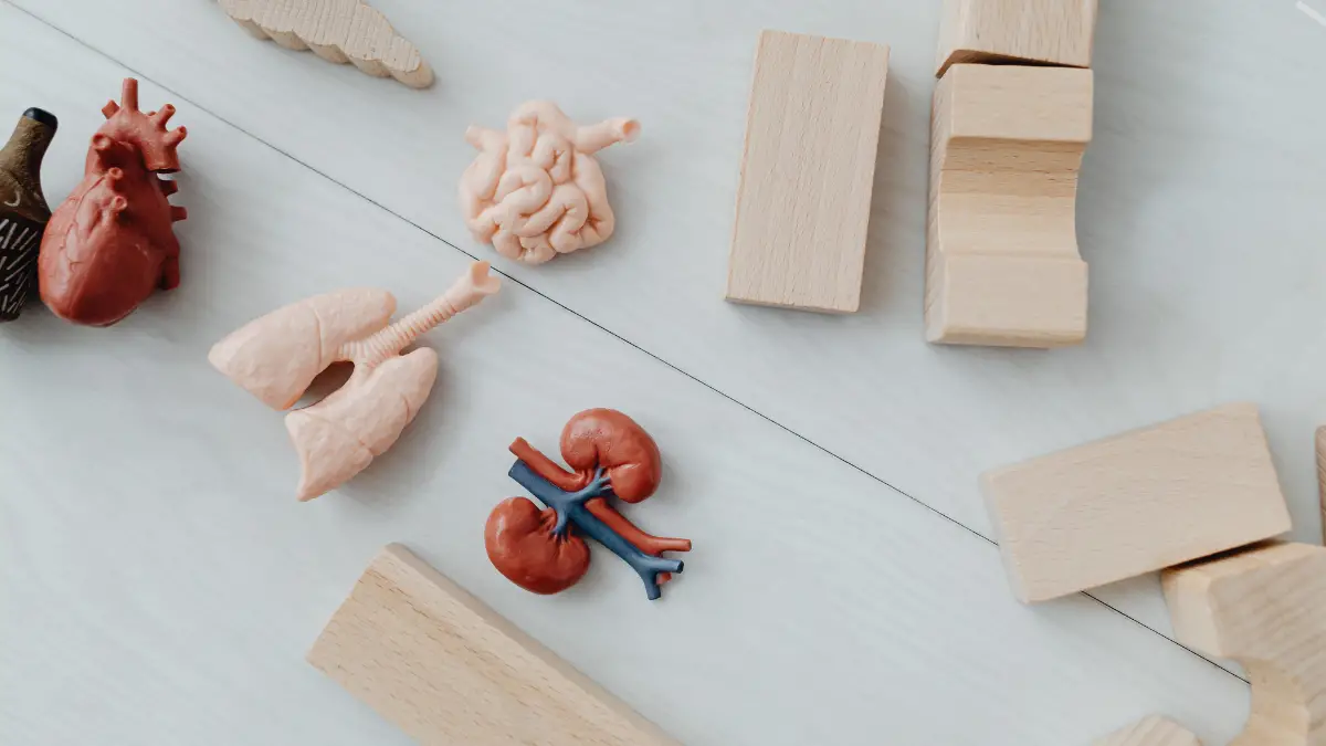 You are currently viewing Common Causes of Kidney Failure and How to Prevent Them