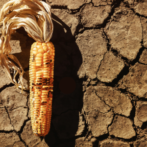 On Comparative Advantage and Nigeria’s Food Security Problem