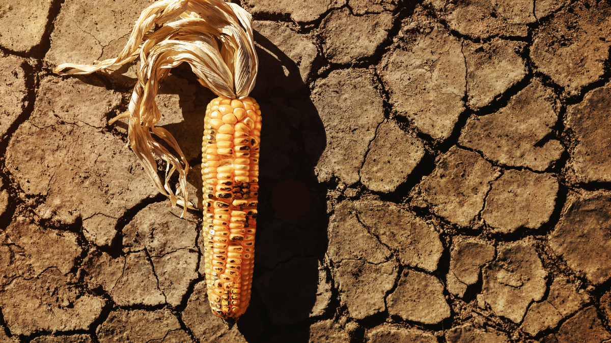 You are currently viewing On Comparative Advantage and Nigeria’s Food Security Problem